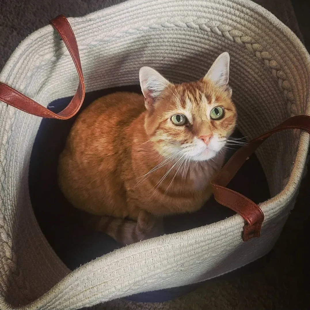 Lost Cat