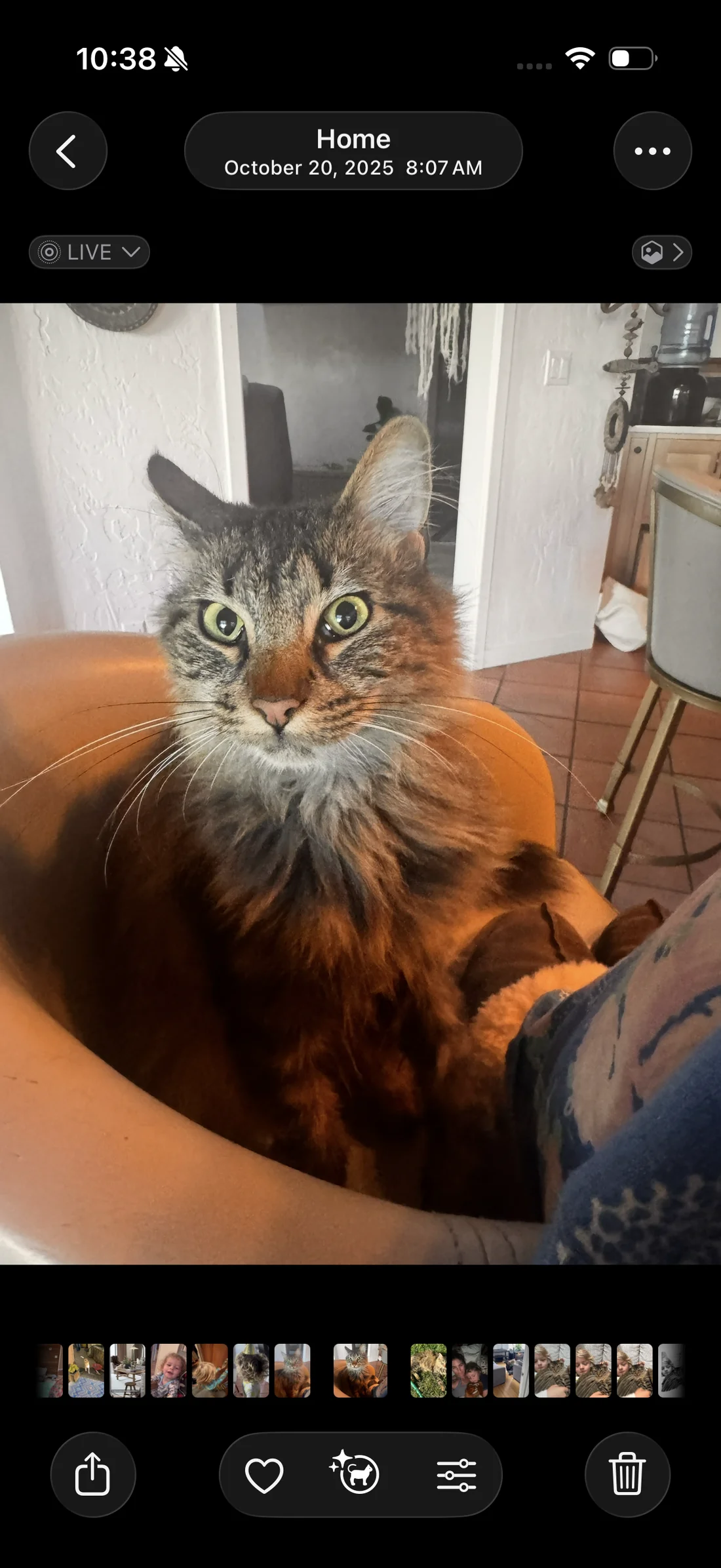 Lost Cat