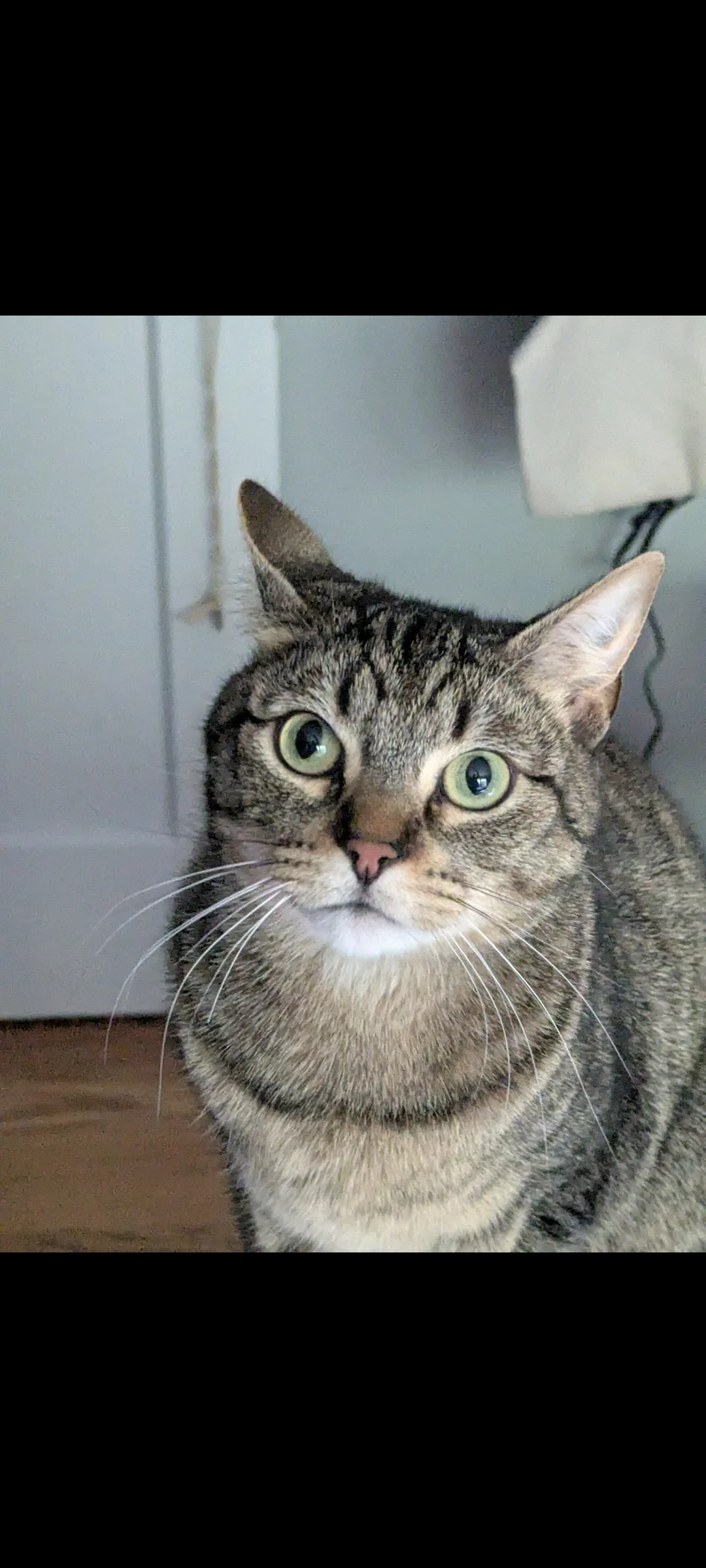 Lost Cat