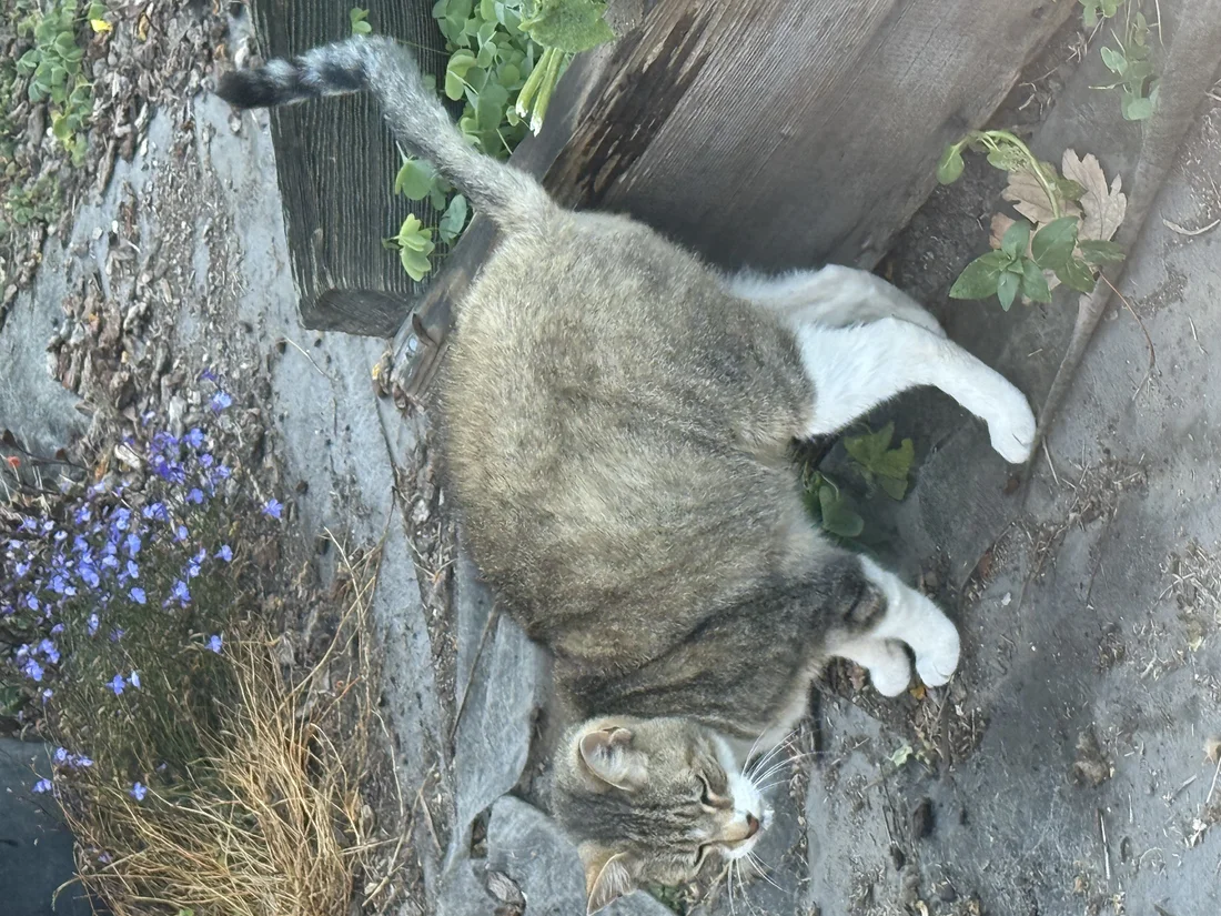Found Cat