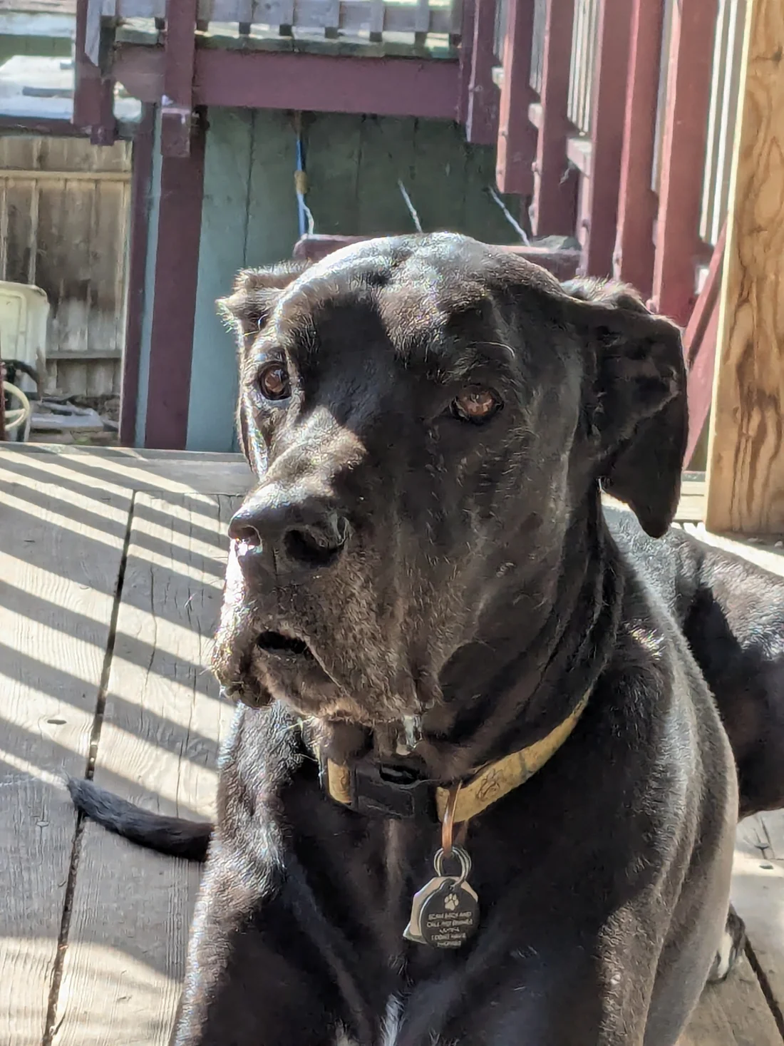 Lost Dog
