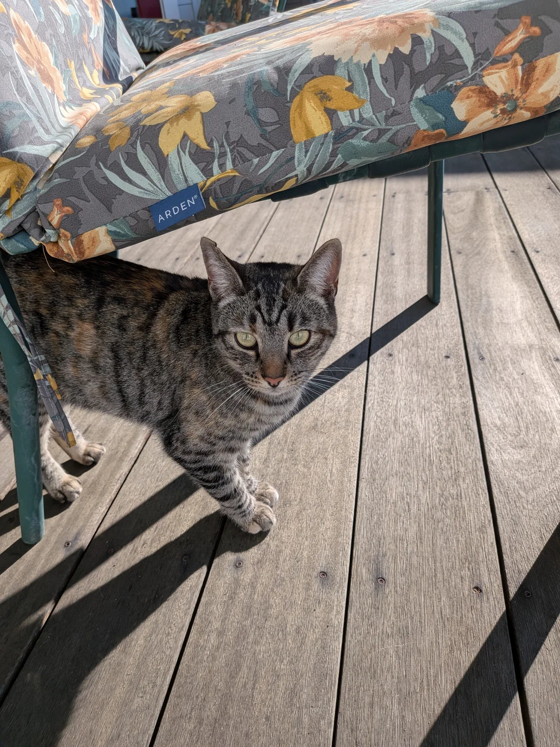 Found Cat