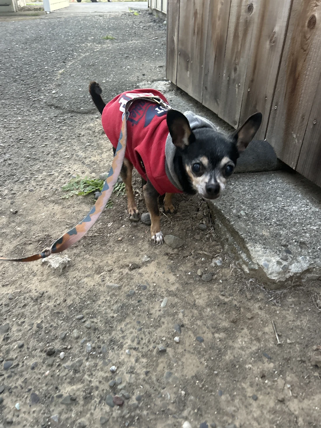 Found Dog