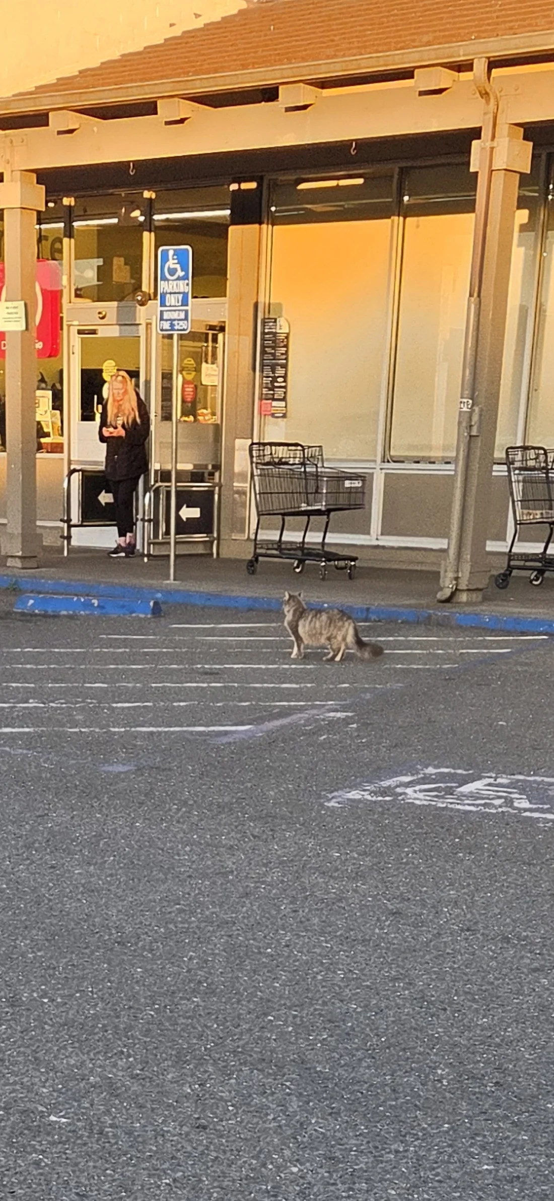 Found Cat