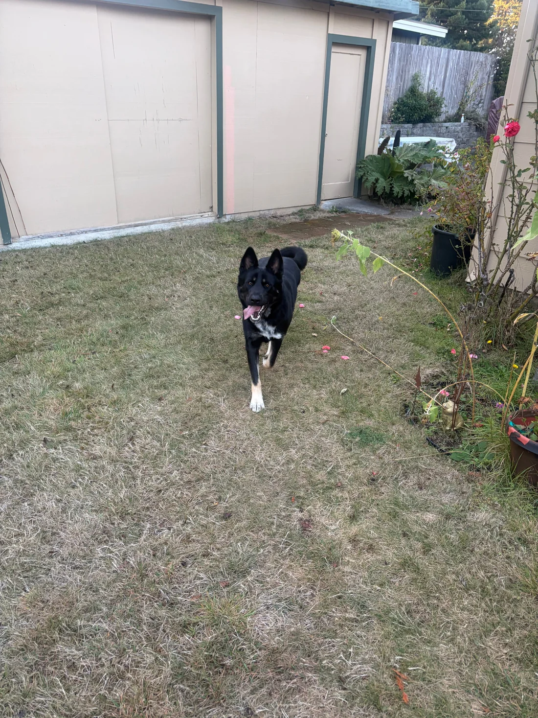 Found Dog