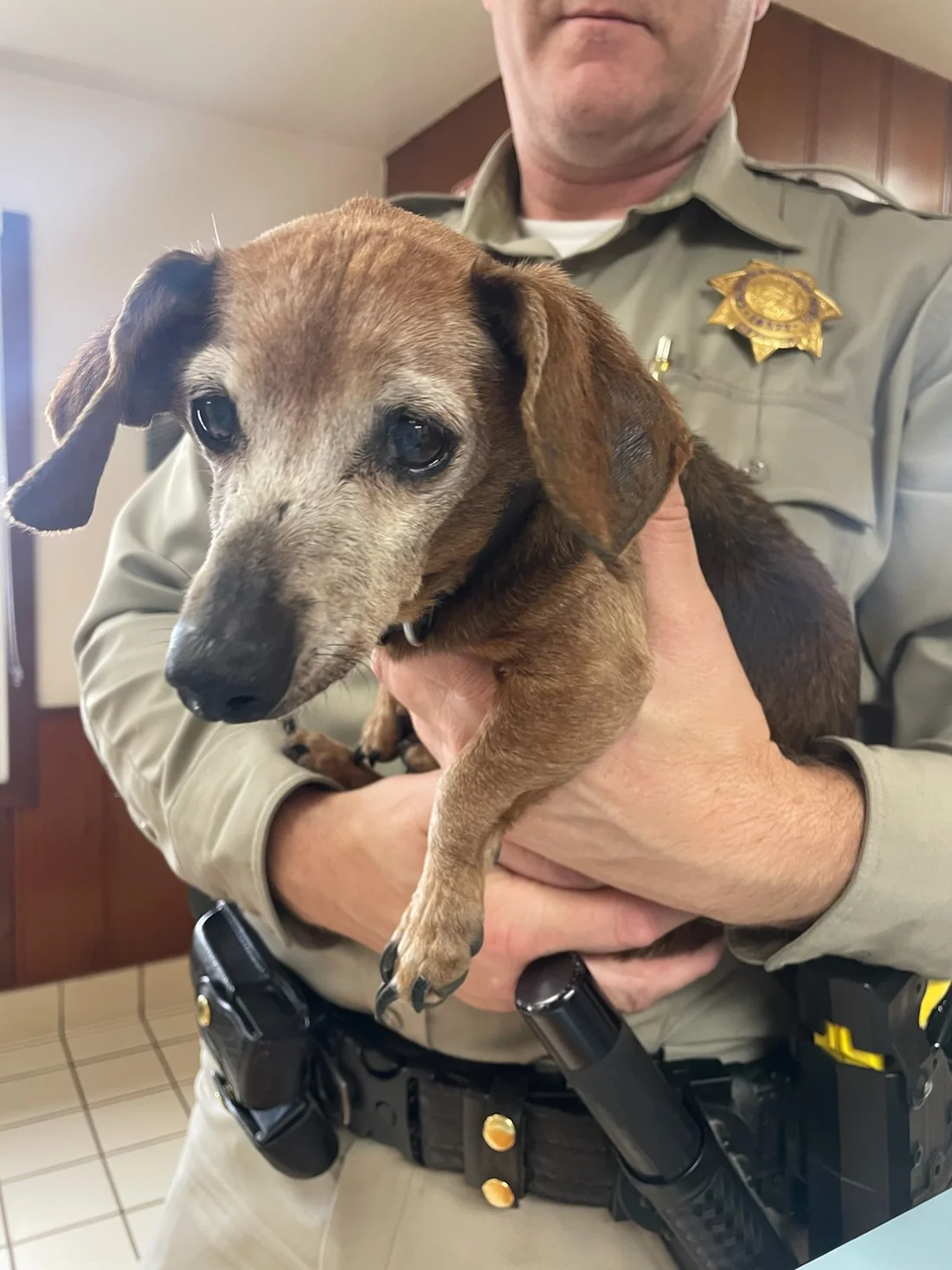 Found Dog