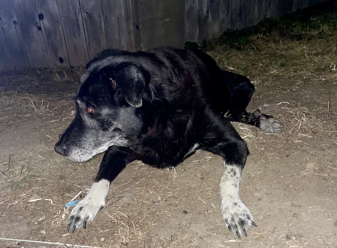 Reunited Dog