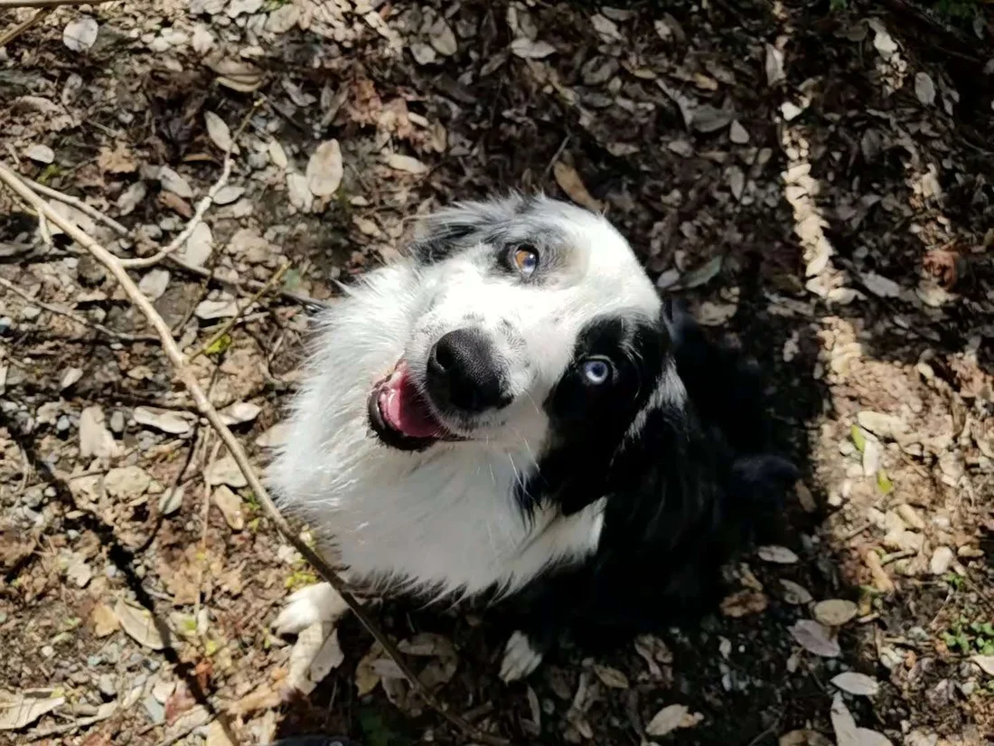 Reunited Dog