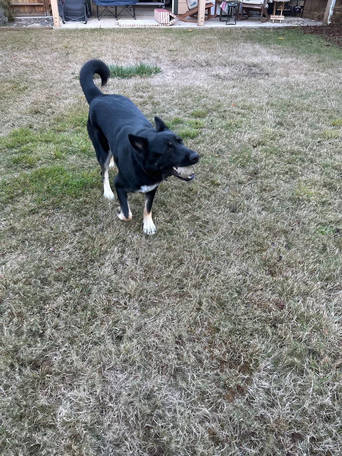 Found Dog