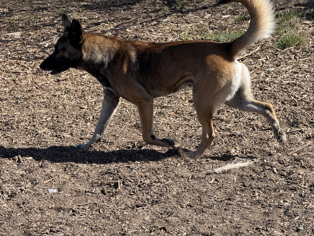 Found Dog