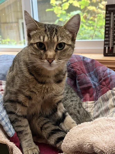 Reunited Cat