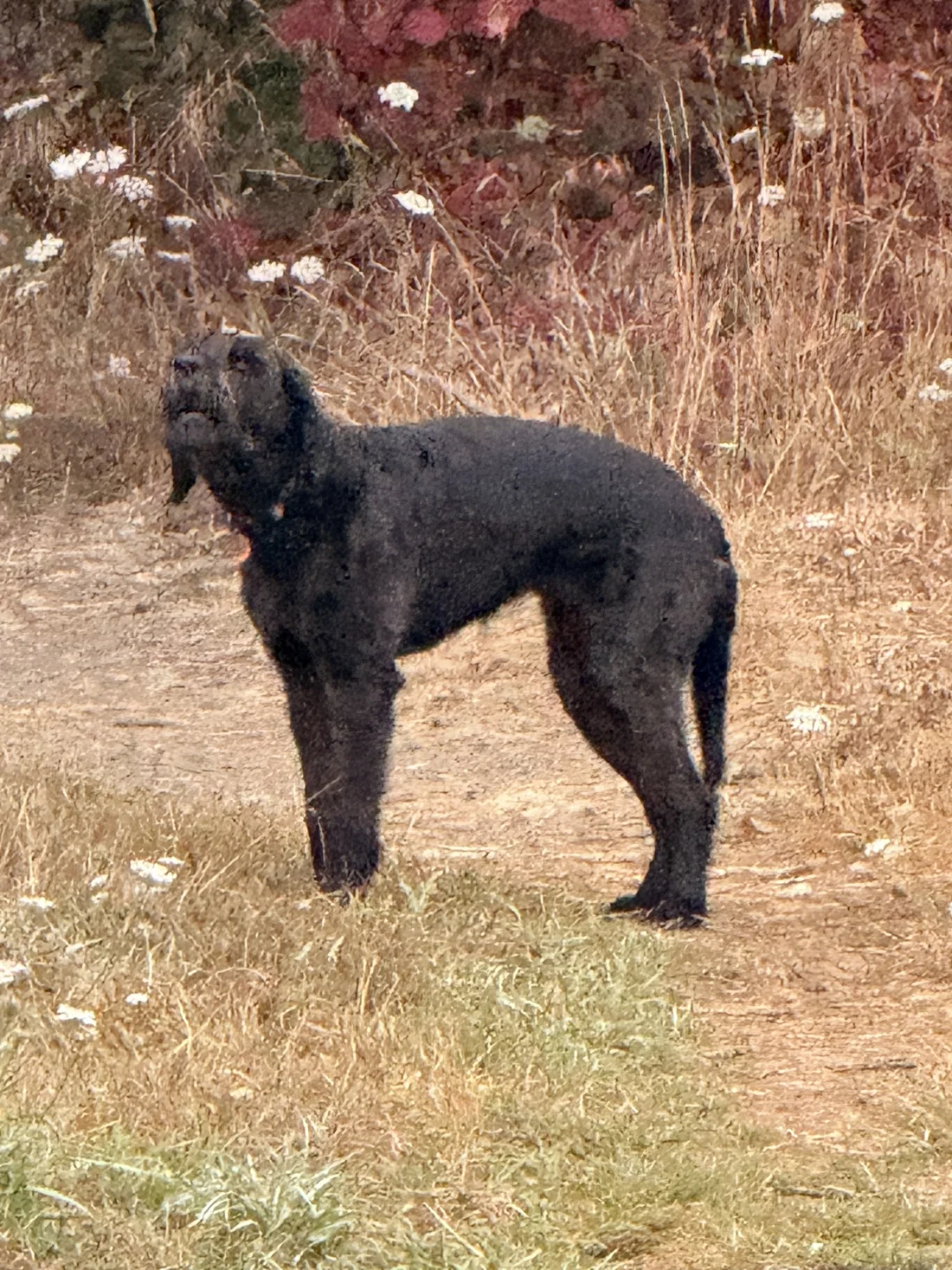 Found Dog