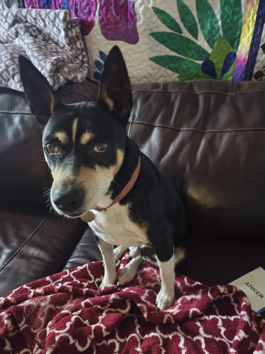 Lost Dog