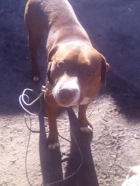 Reunited Dog