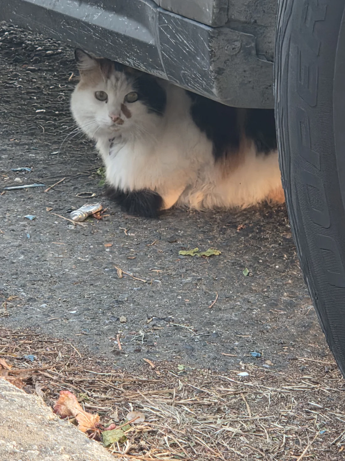 Found Cat