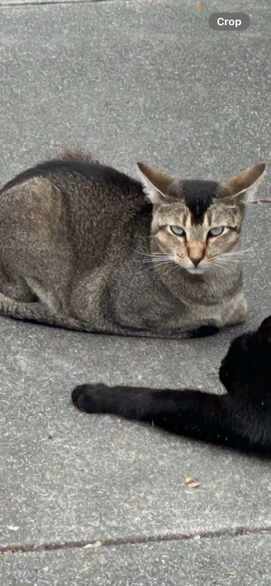Lost Cat