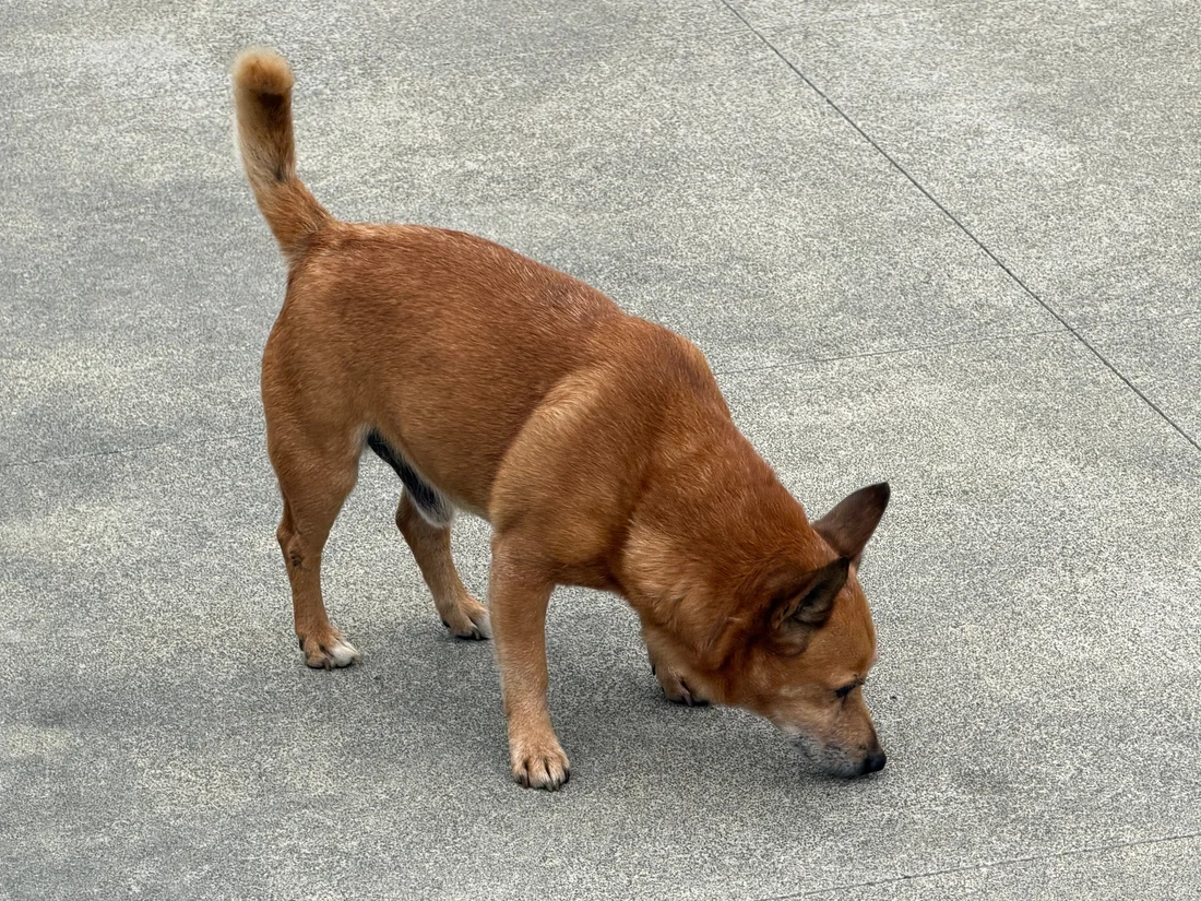 Found Dog