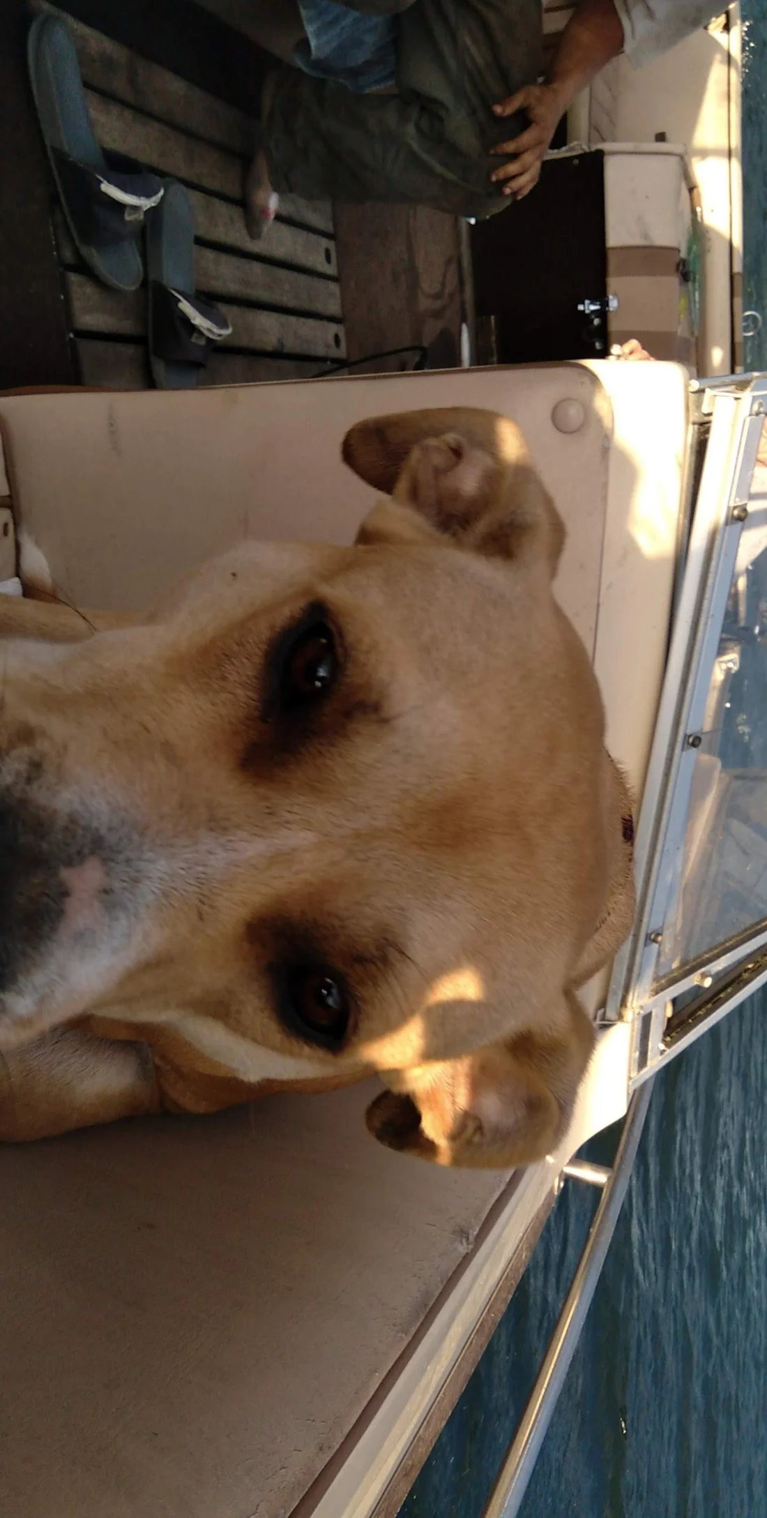 Lost Dog