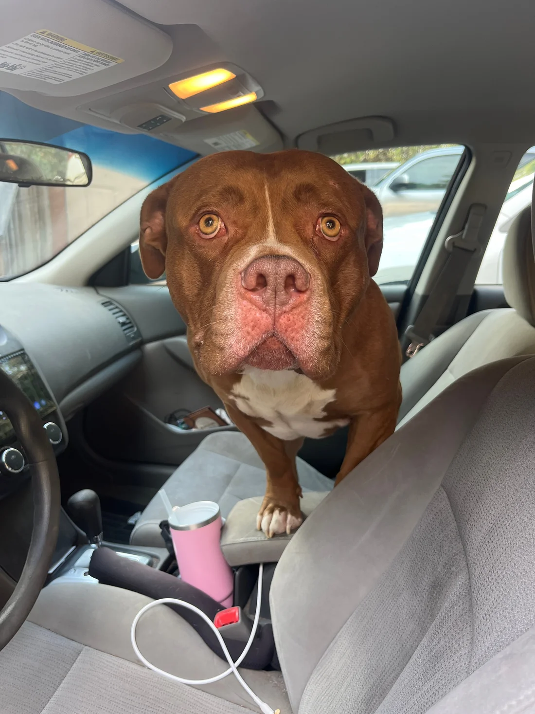 Found Dog