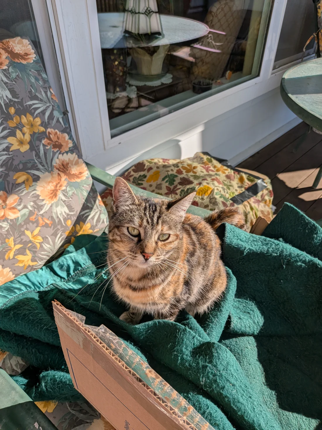 Found Cat