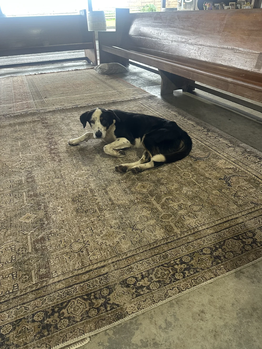 Found Dog