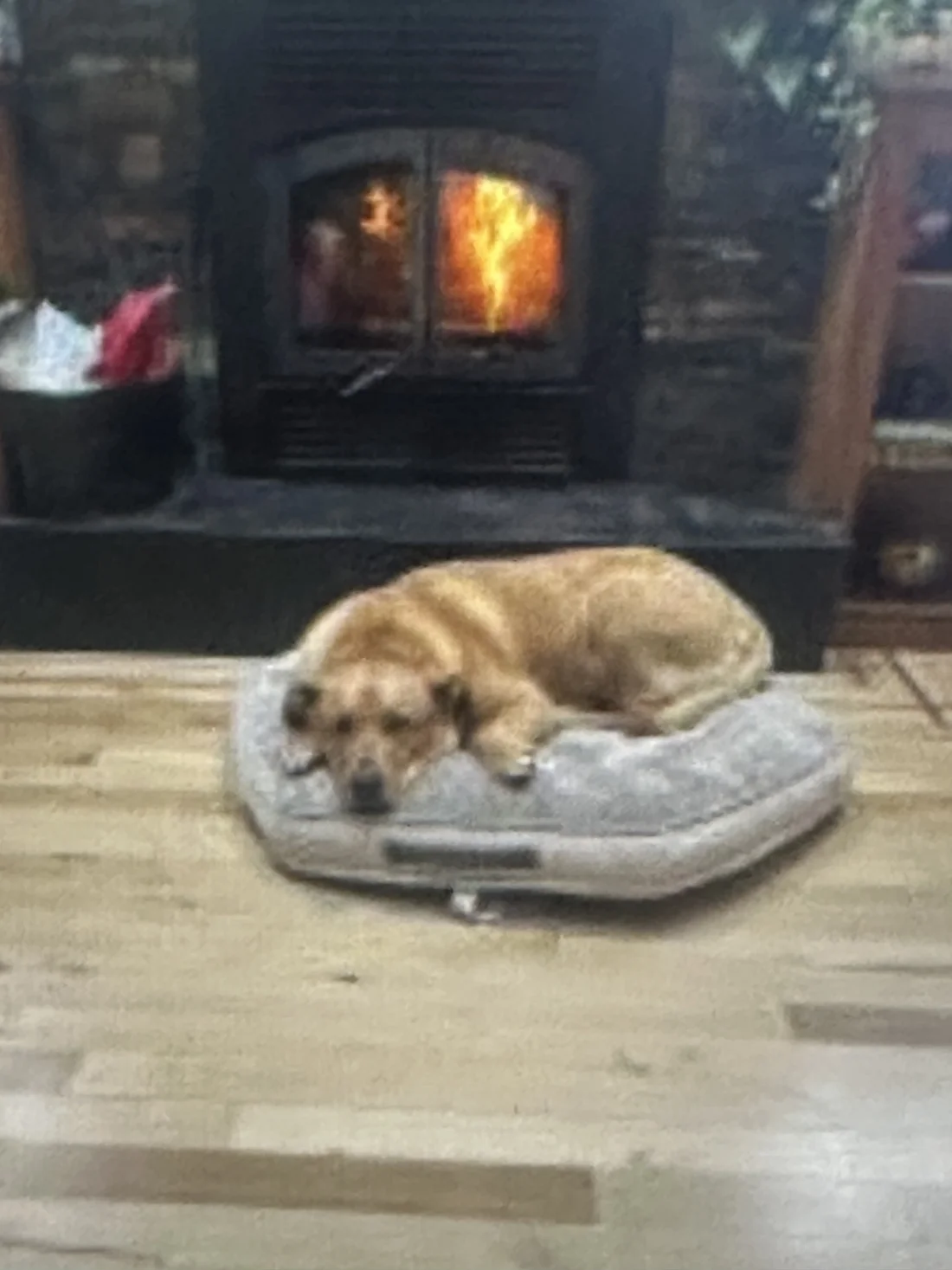 Lost Dog