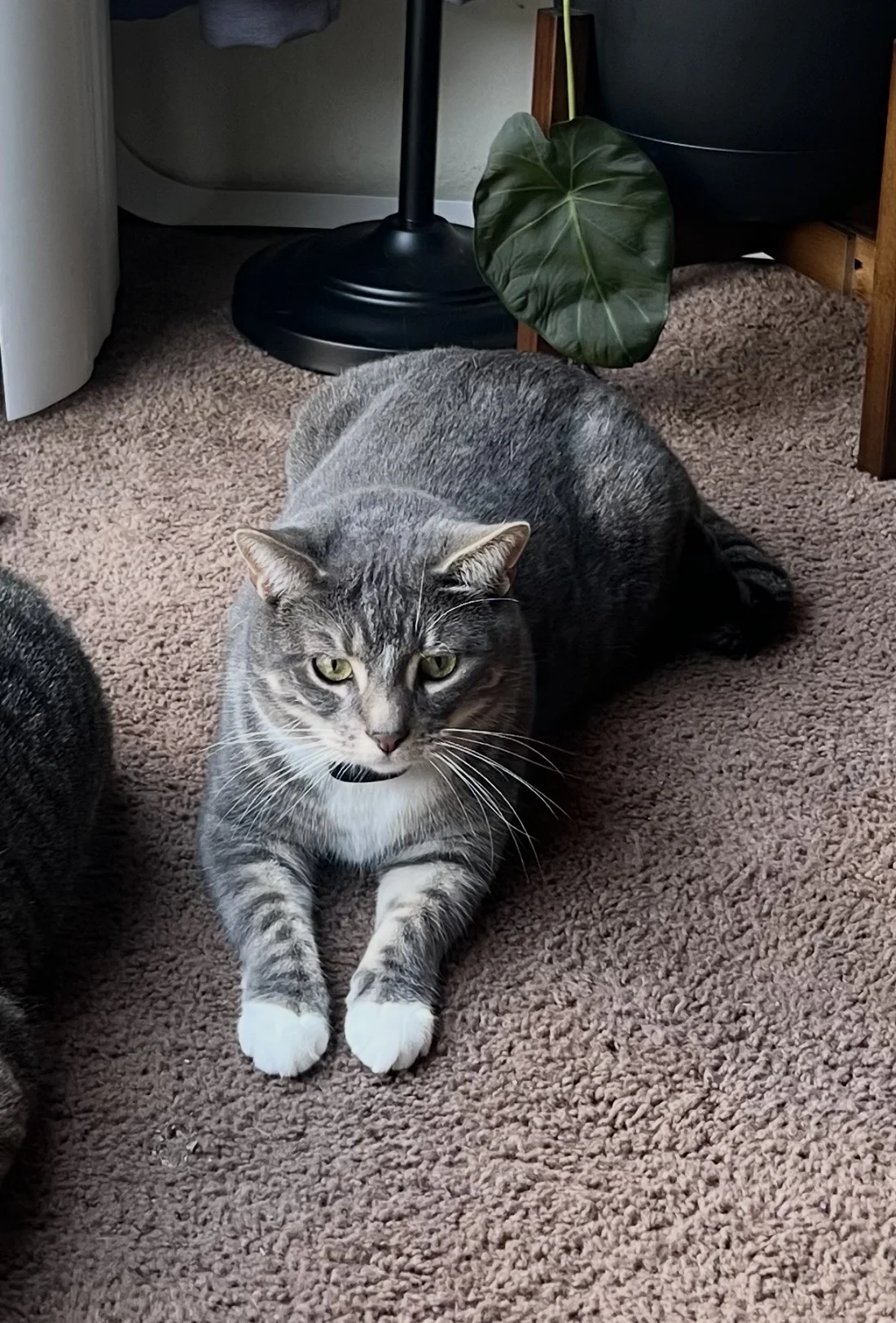 Lost Cat