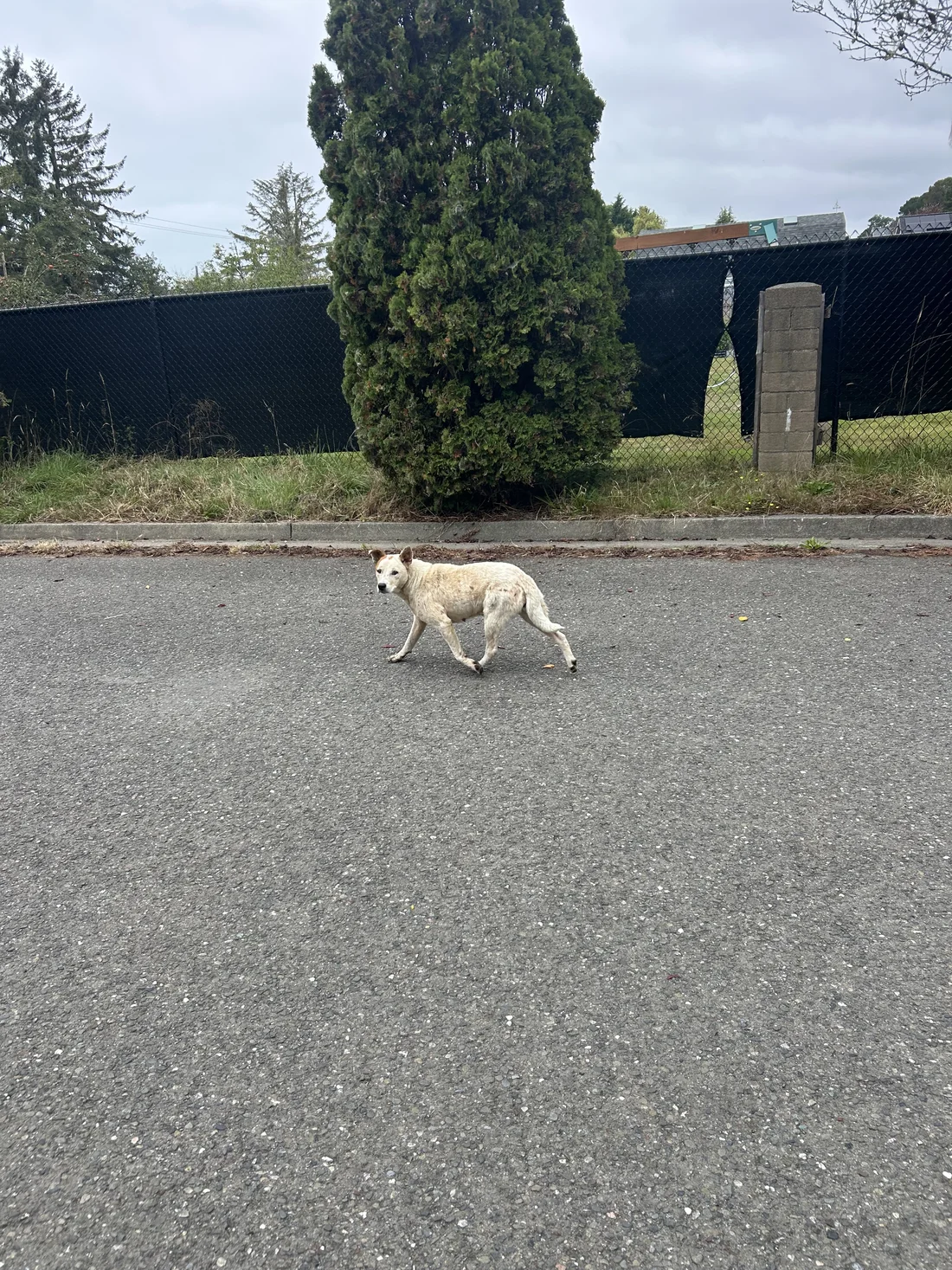 Found Dog
