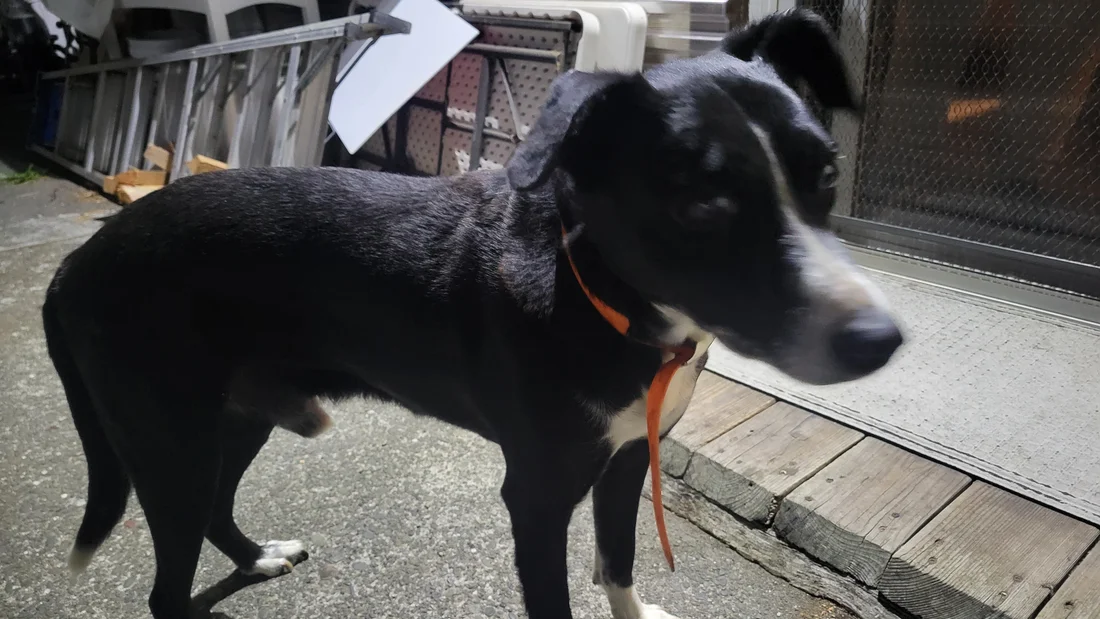 Found Dog