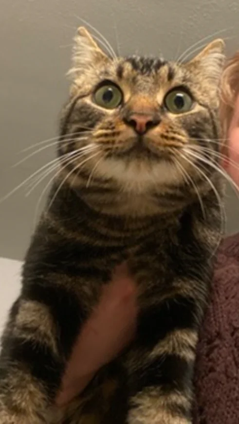 Found Cat