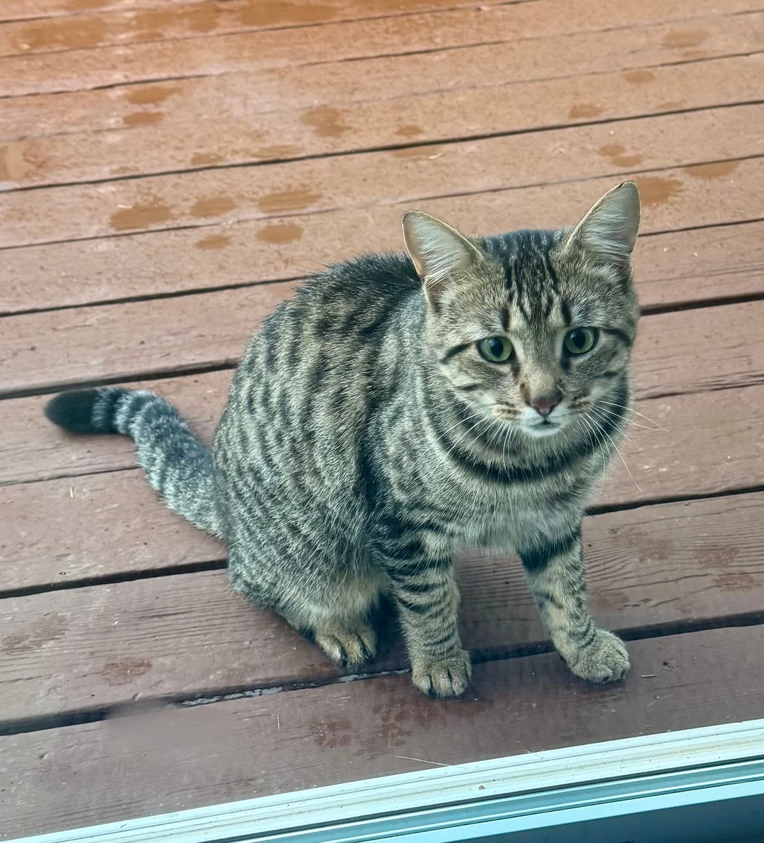Found Cat