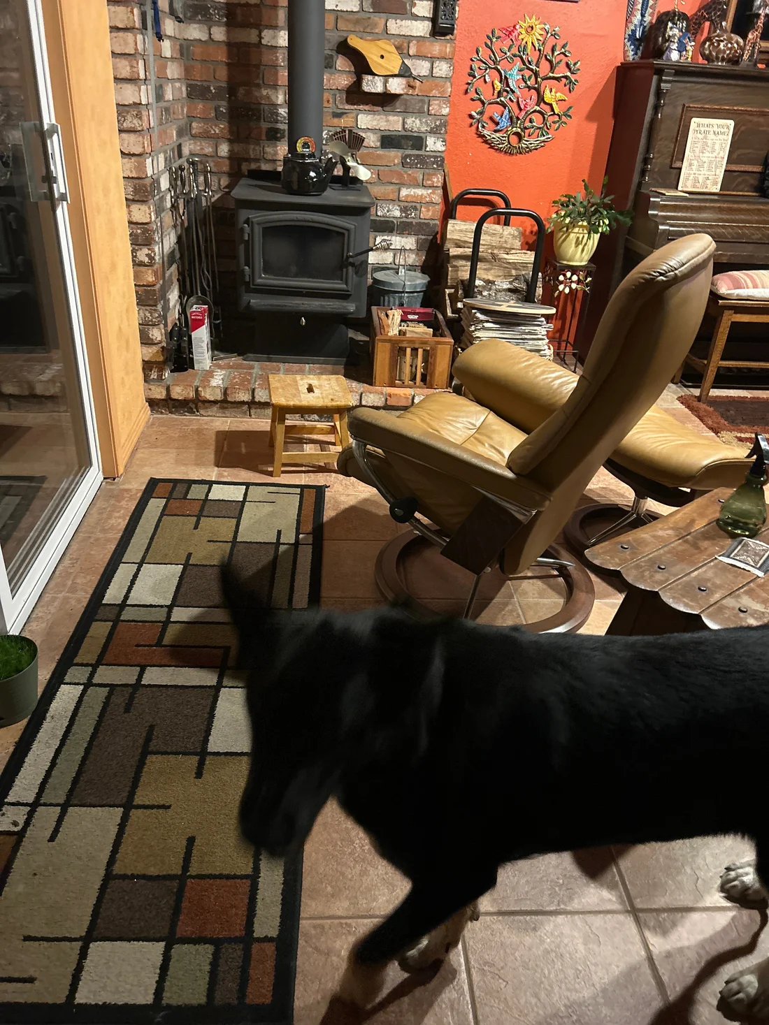 Found Dog