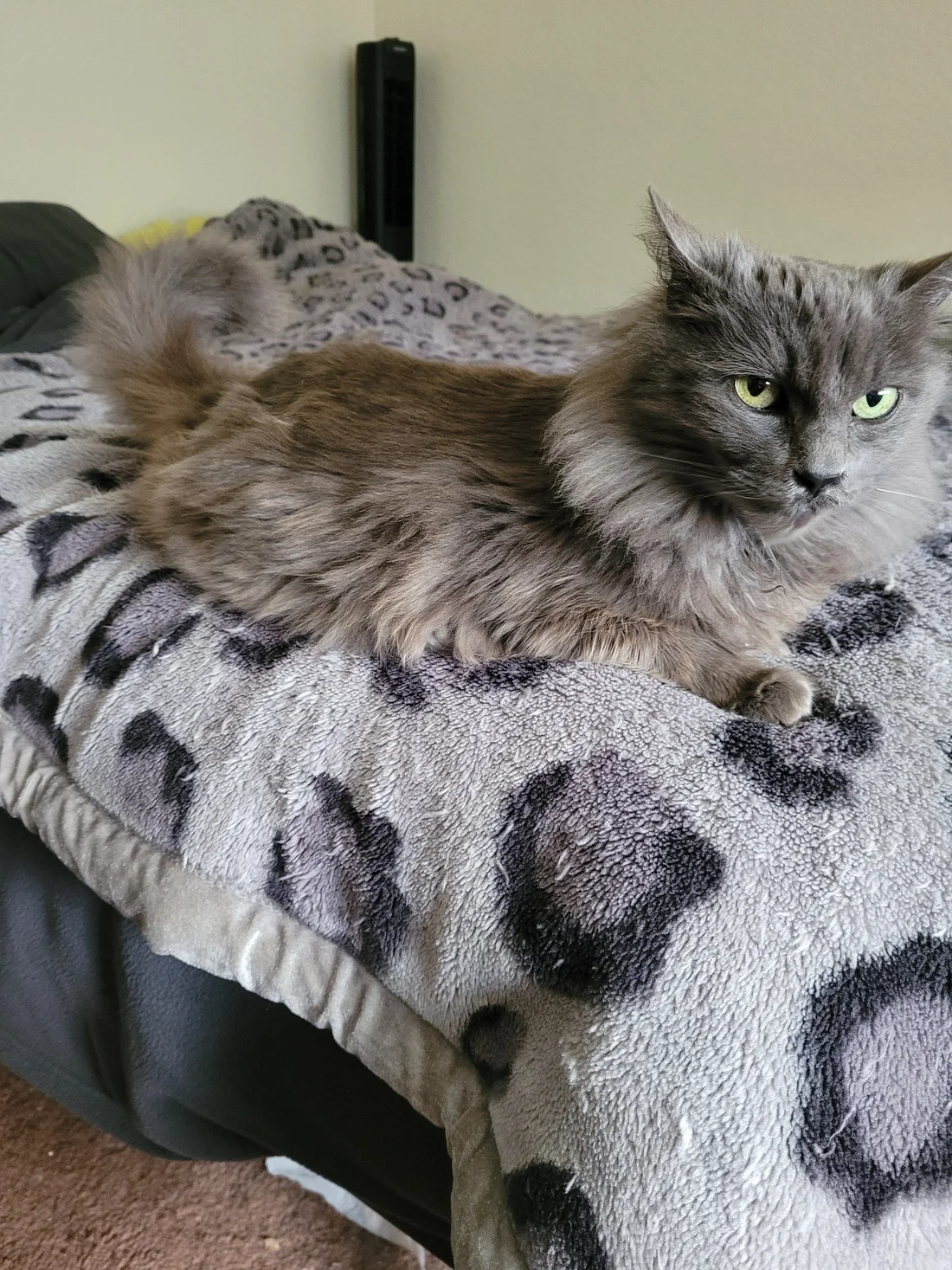 Lost Cat