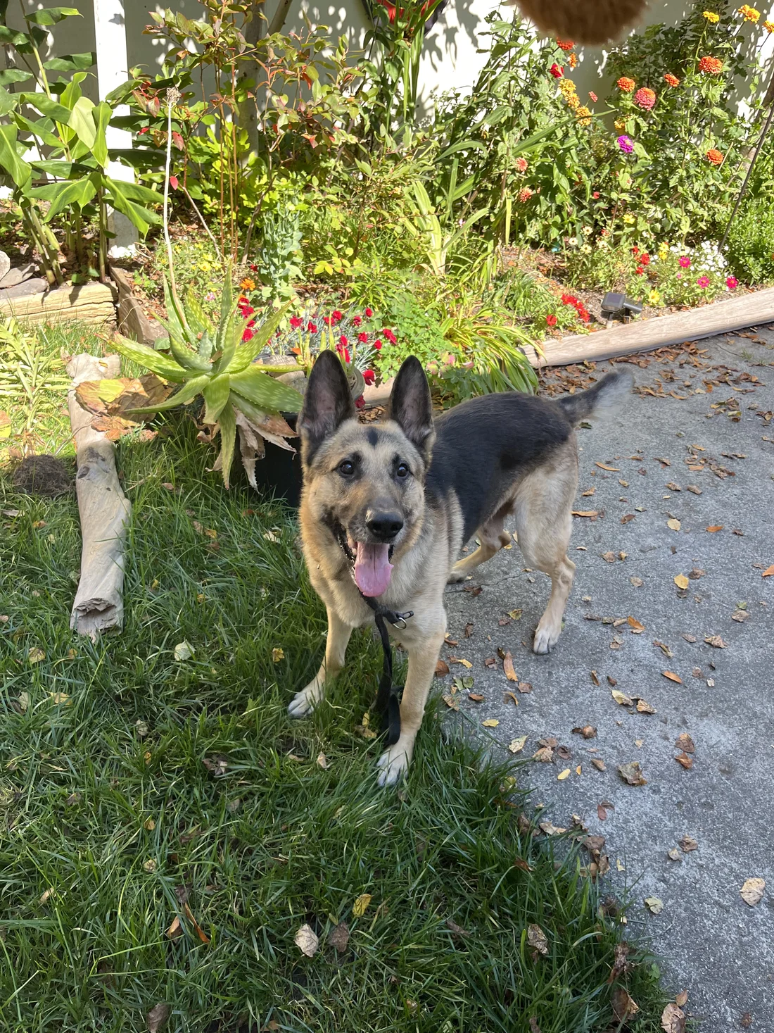 Found Dog
