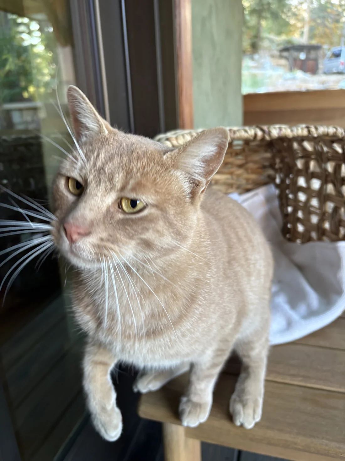 Found Cat