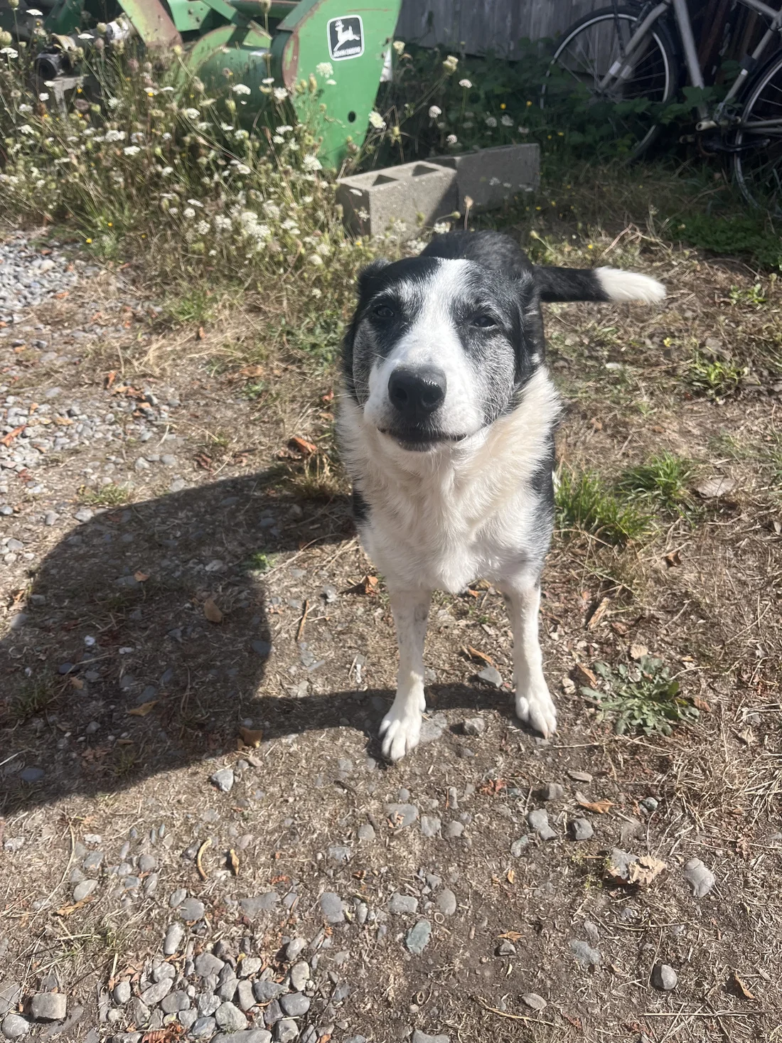 Found Dog