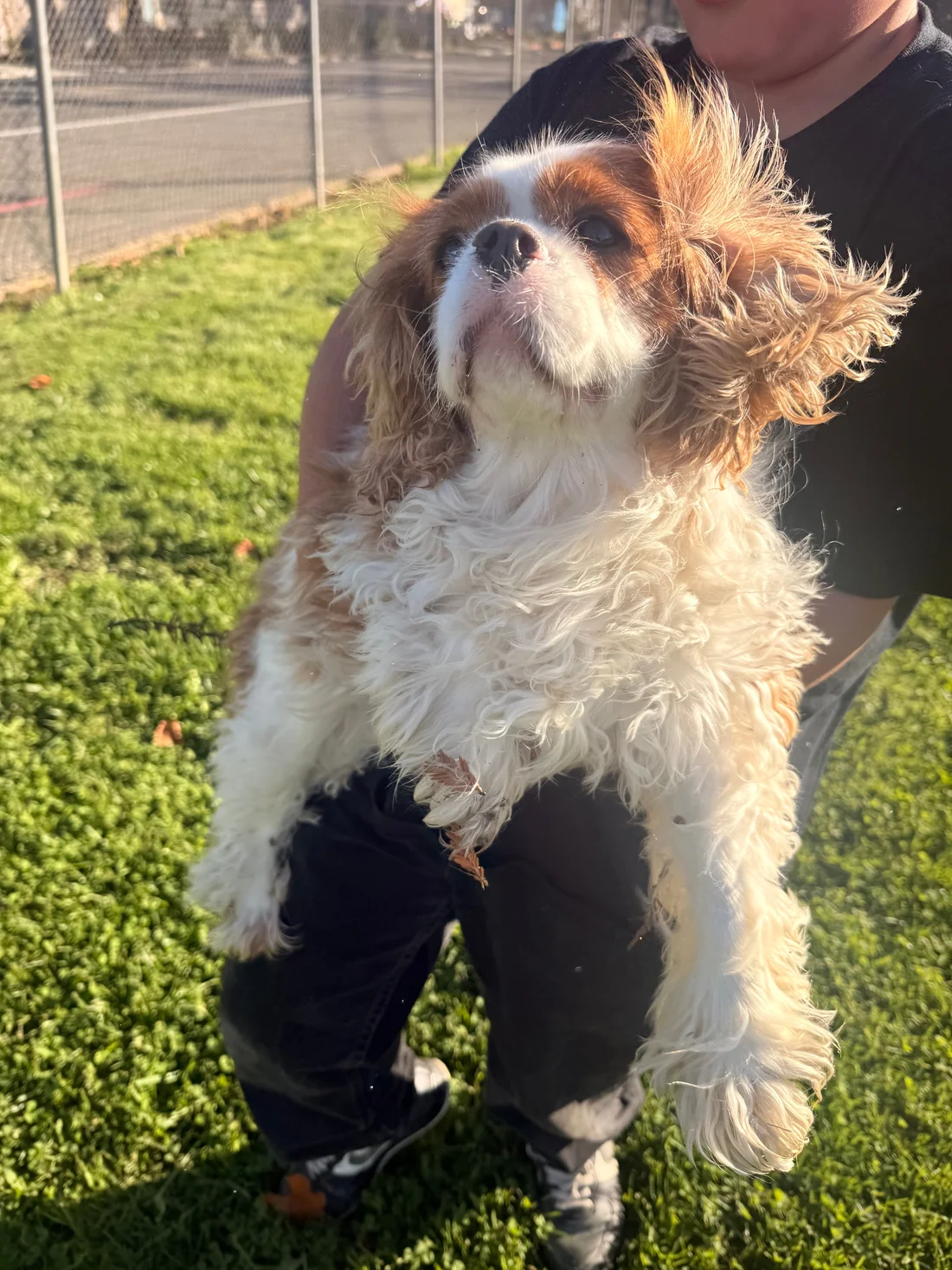 Found Dog
