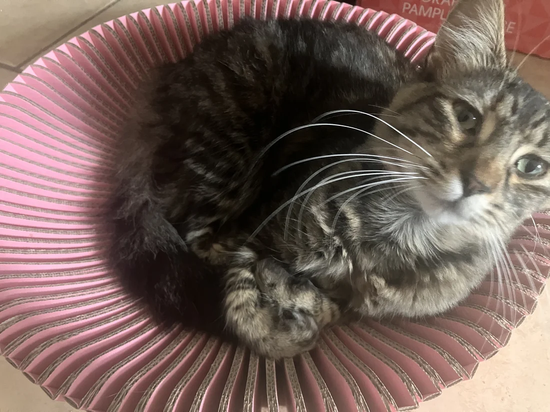 Reunited Cat