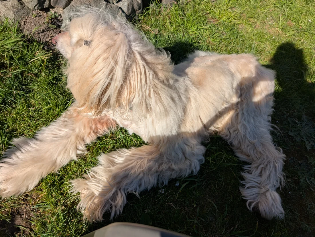 Reunited Dog