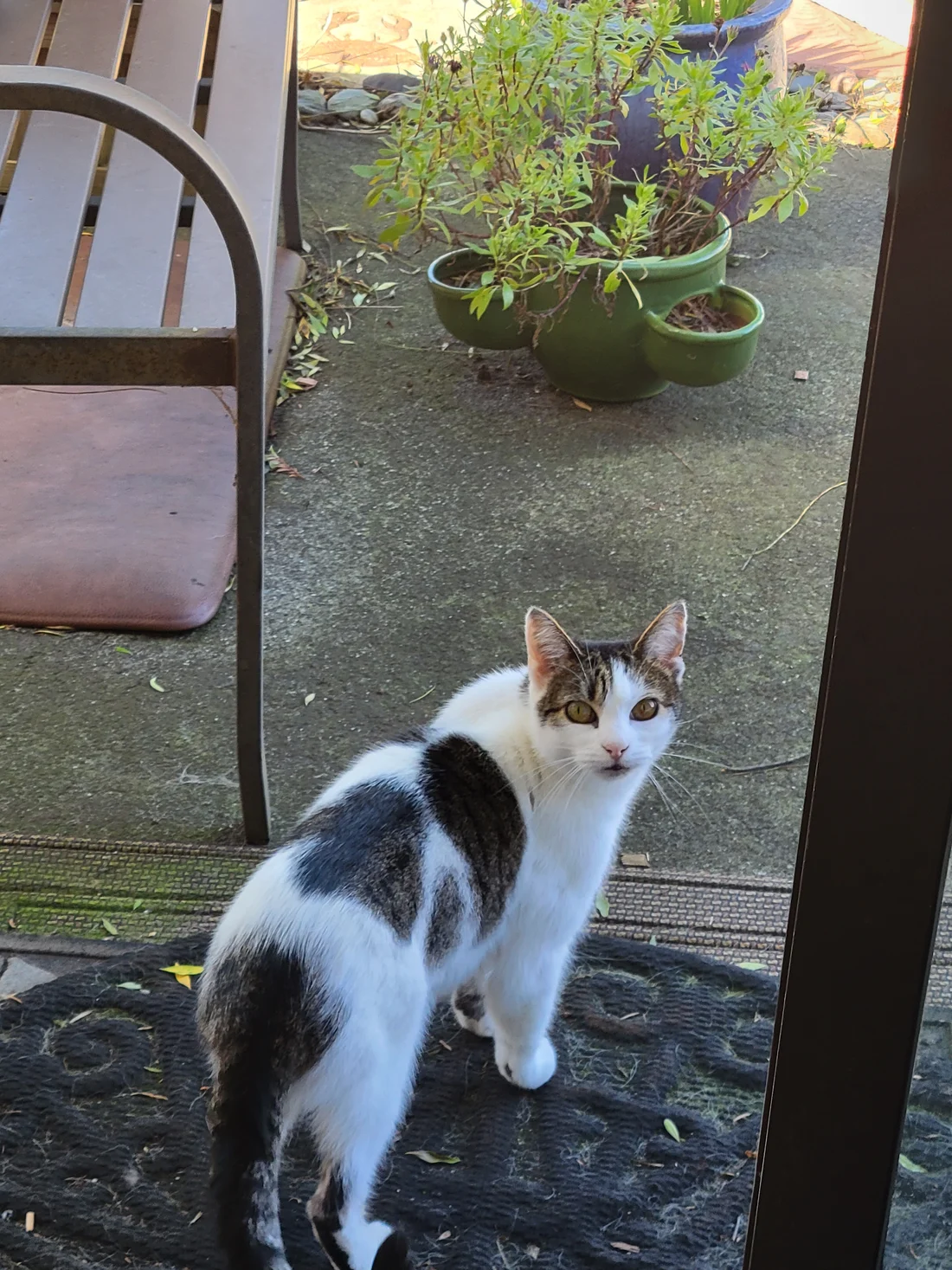Lost Cat