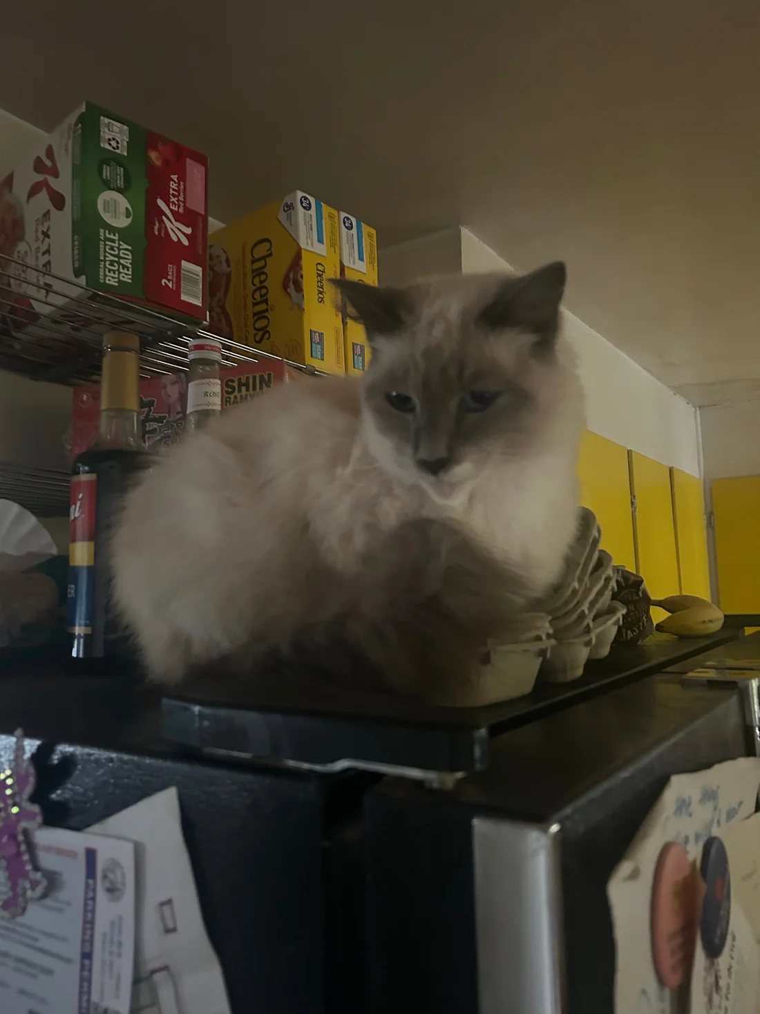 Lost Cat