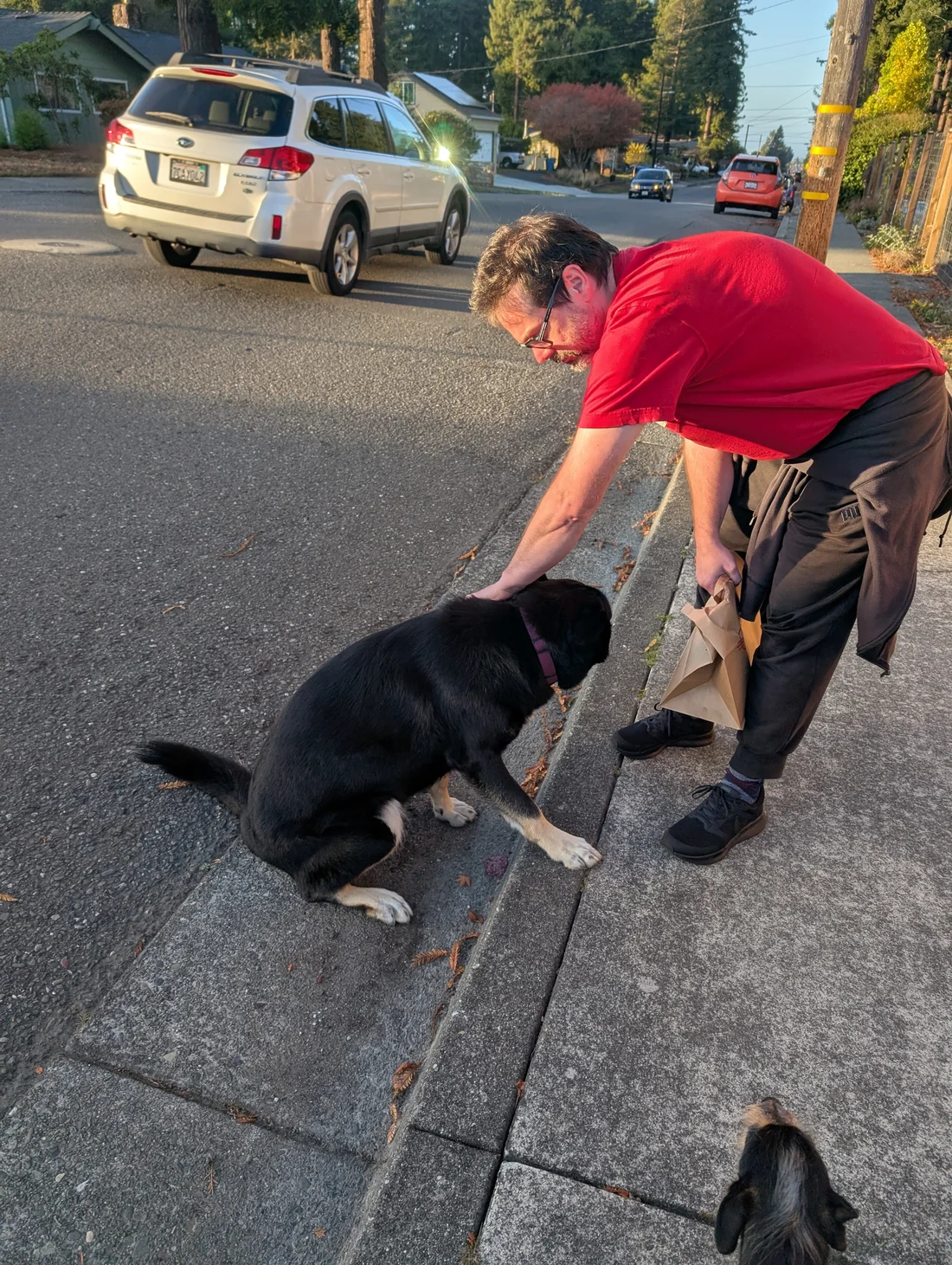 Found Dog