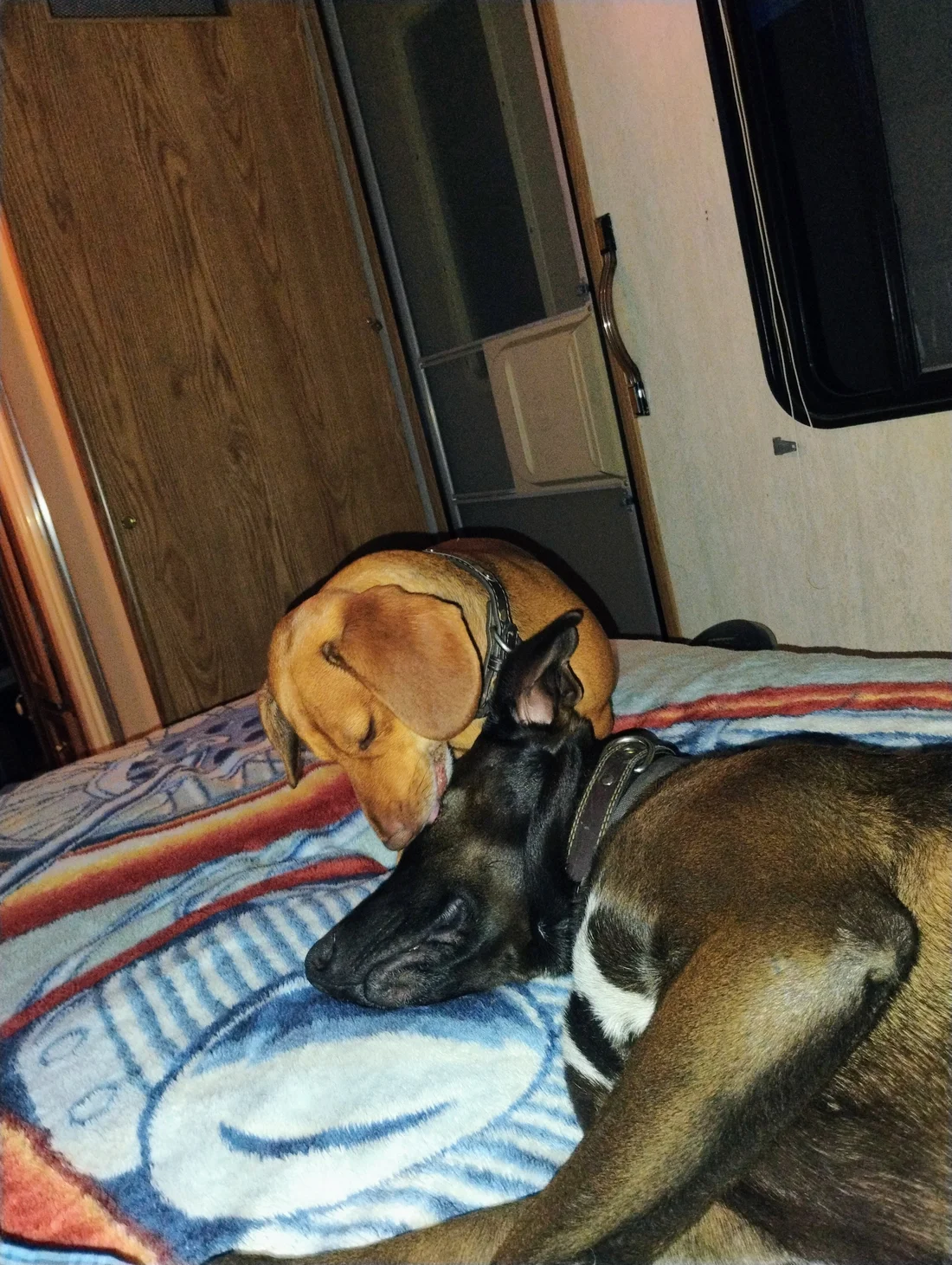 Lost Dog