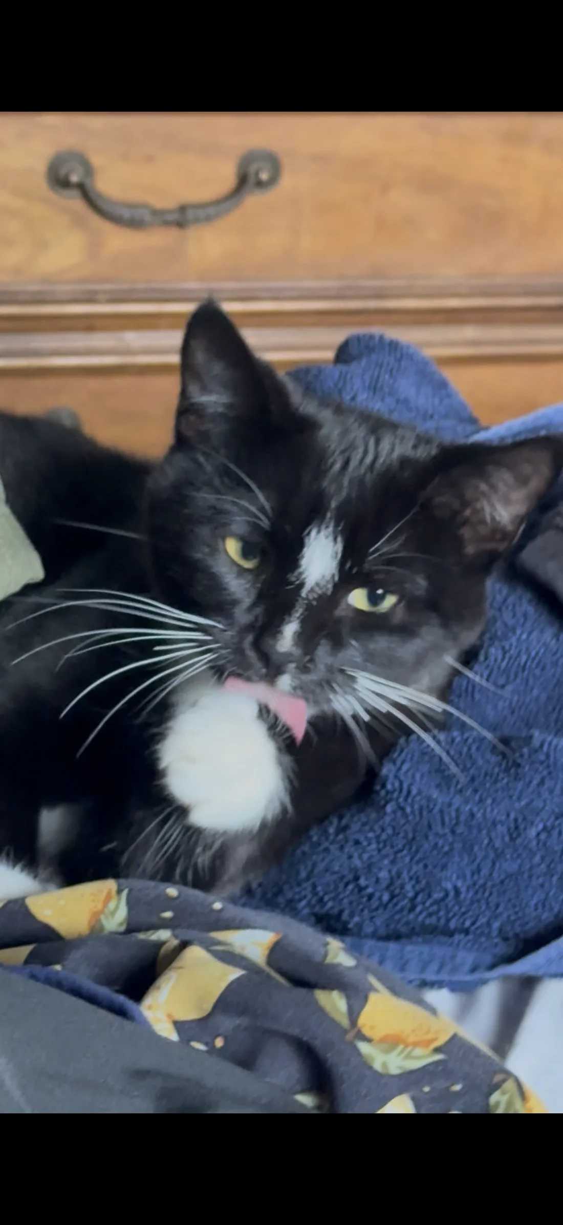 Reunited Cat