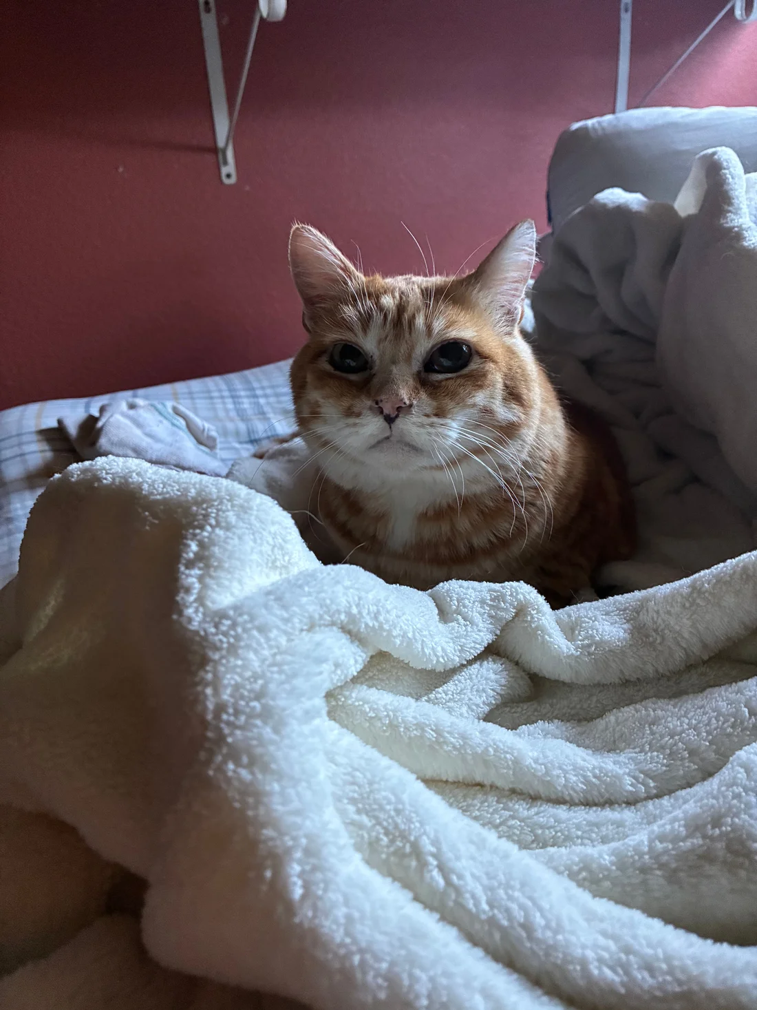 Lost Cat