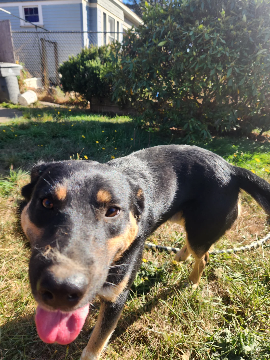 Found Dog