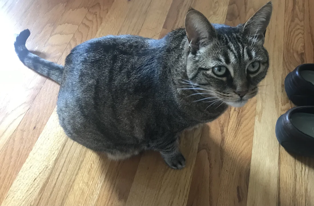 Reunited Cat