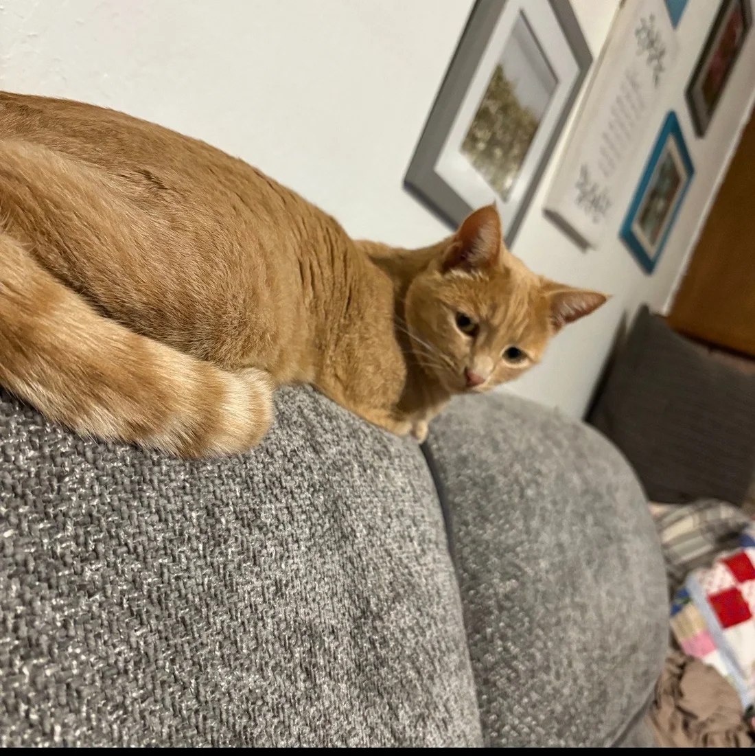 Lost Cat