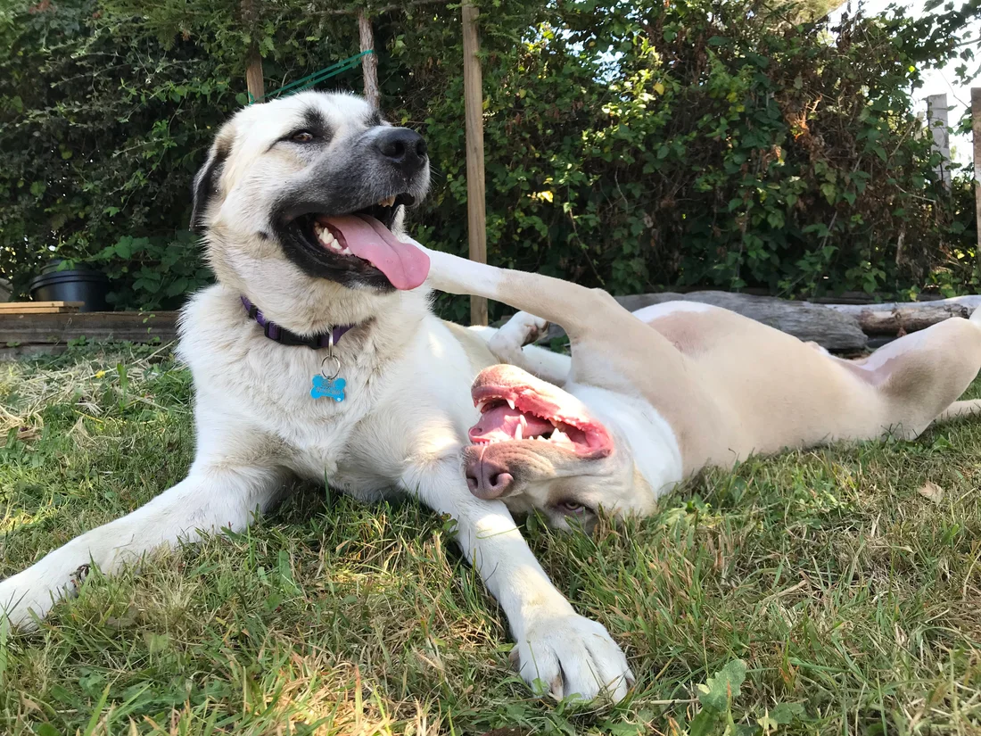 Lost Dog