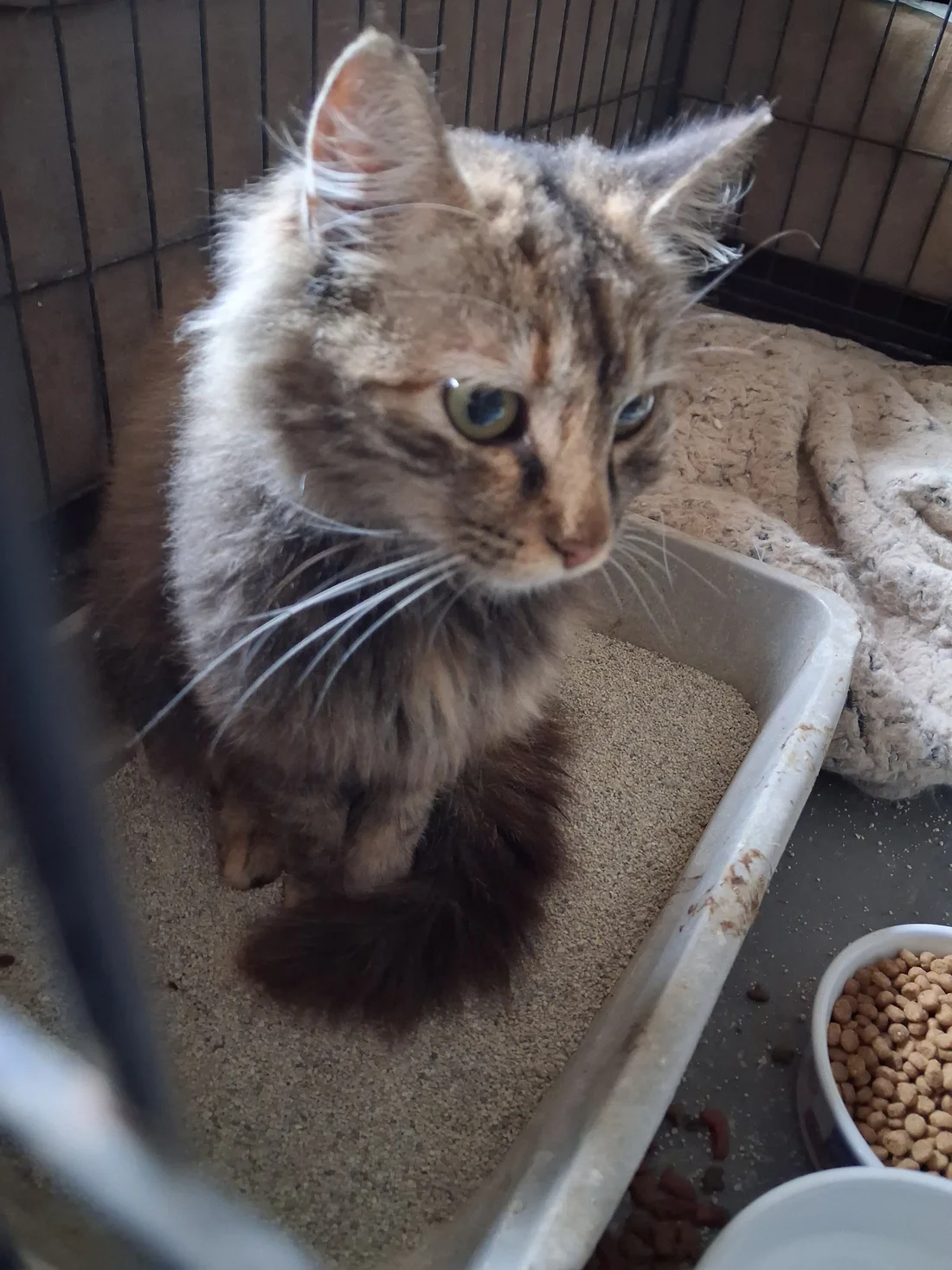 Found Cat
